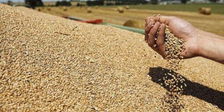 Tunisie : Environ  93 mille quintaux de céréales ont été récoltés depuis le démarrage de la moisson