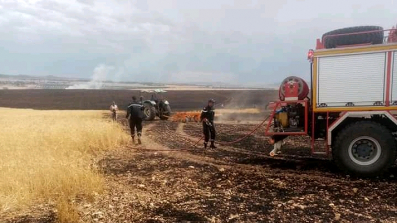 Tunisie[Photo] : Un champ de 20 ha de blé ravagé par un incendie à Siliana
