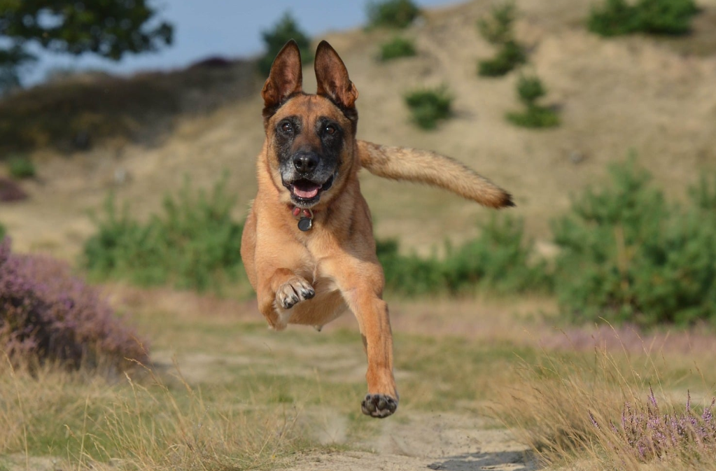 France: chiens renifleurs de Covid-19