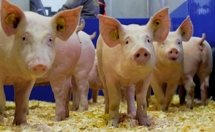 Chine : Découverte d’un virus de la grippe porcine capable de déclencher une nouvelle pandémie