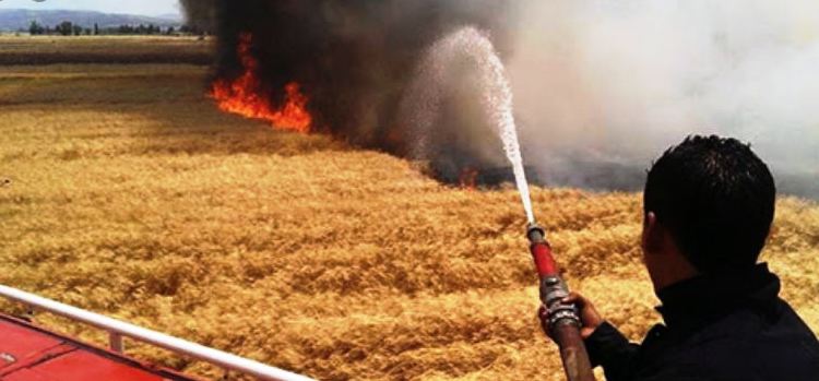 Tunisie – Siliana : Un incendie dévore 12 hectares de grandes cultures