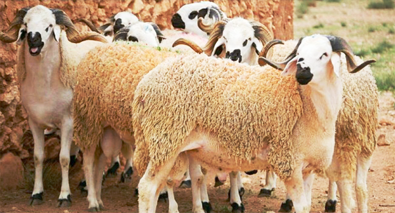 Tunisie : Les tunisiens ne pourront pas s’acquérir les moutons de l’Aïd cette année selon l’Organisation de Défense du Consommateur