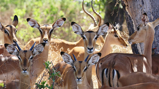 Tunisie: 700 espèces d’animaux menacés d’extinction, selon le ministre de l’Agriculture