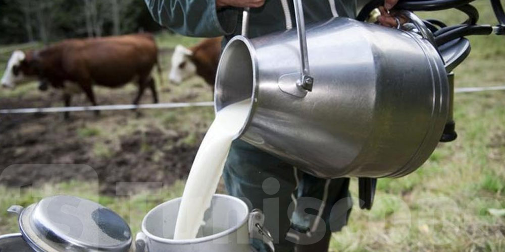 Tunisie: Le patronat tire la sonnette d’alarme pour la filière laitière