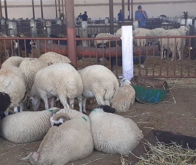 Tunisie: L’ouverture d’un point de vente de moutons au kilo à El Ouardia