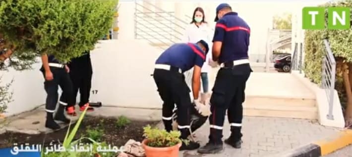Tunisie: Des agents de la protection civile portent assistance à une cigogne blessée à Béja