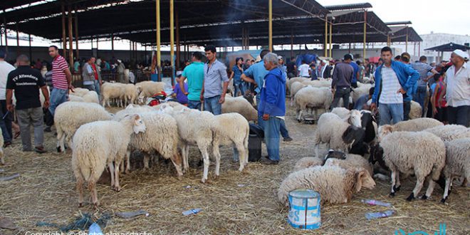 Tunisie:Mouton de l’Aïd Al Adha, la société Ellouhoum à El Ouardia entame la vente au kilo