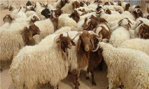 Tunisie: Vente du mouton vivant à la pesée à partir de 28 juillet à l’Ariana