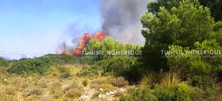 Tunisie – IMAGES: L’armée intervient sur un énorme incendie qui ravage le Jebel Sabah à Amdoun