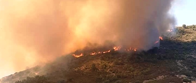 Tunisie – Un feu de forêt dévore plus de 20 hectares de maquis