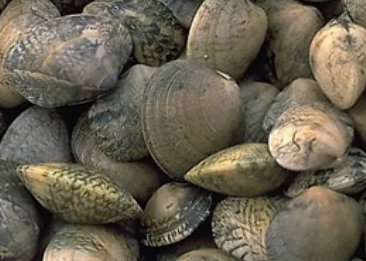 Tunisie : Le ministère de l’agriculture met en garde contre la consommation des palourdes vivantes