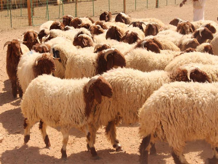 Tunisie: Vente de moutons de l’Aïd Al Adha par le ministère de l’Agriculture, détails sur les prix