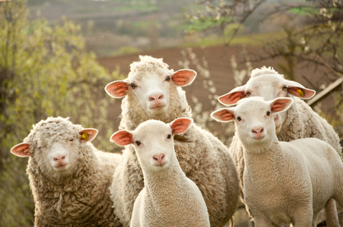 Tunisie :  Baisse du nombre de moutons de sacrifice à Sidi Bouzid
