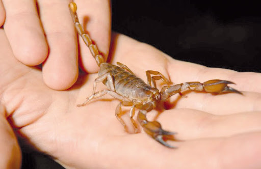 Tunisie : Décès d’une fille à cause d’une piqûre de scorpion