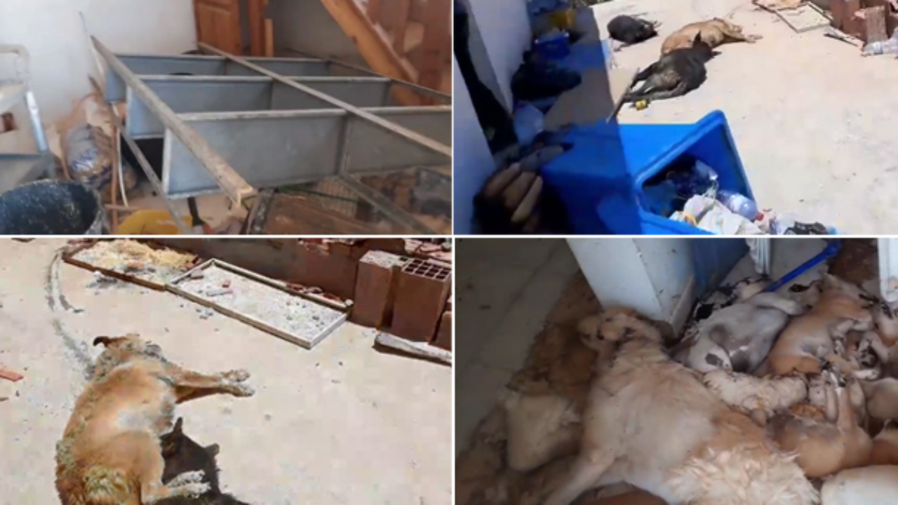 Tunisie : La direction générale des services vétérinaires dénonce l’abattage sauvage des chiens à Djerba