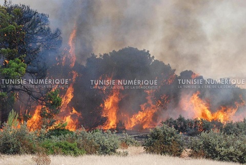 Tunisie: La direction des forêts dénonce les incendies volontaires comme un “terrorisme” contre la nature