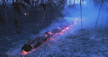 Tunisie – Des pluies qui tombent à pic pour éteindre les feux de forêt