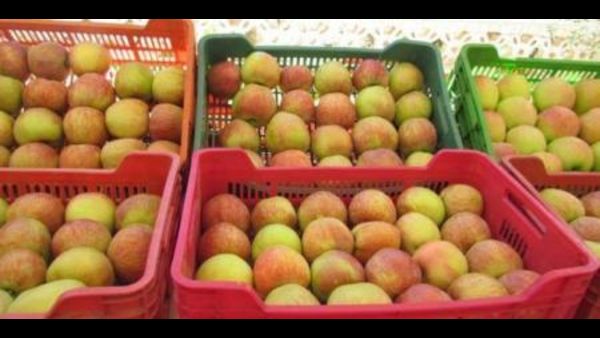 Tunisie: La récolte de pommes estimée à 75.000 tonnes à Kasserine