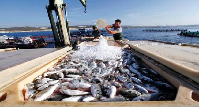 La Tunisie maintenue dans la liste des pays autorisés à exporter du poisson d’élevage vers l’Europe