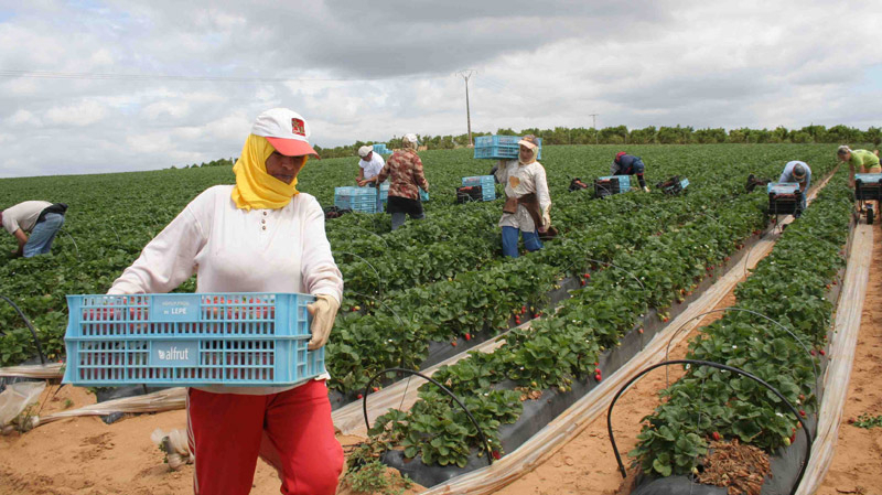 Tunisie: 58% des ouvrières agricoles perçoivent un revenu journalier de 10 à 15 dinars