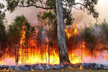 Tunisie: Trois incendies séparés ayant ravagé10 ha à Zaghouan, maîtrisés