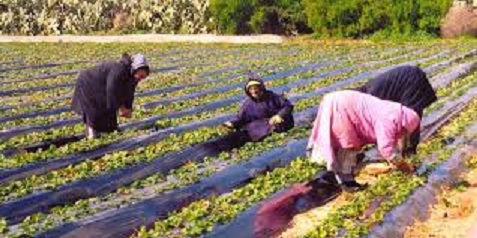 Tunisie: Le président du Syndicat des agriculteurs déplore l’absence de certificat de label pour l’agriculture biologique