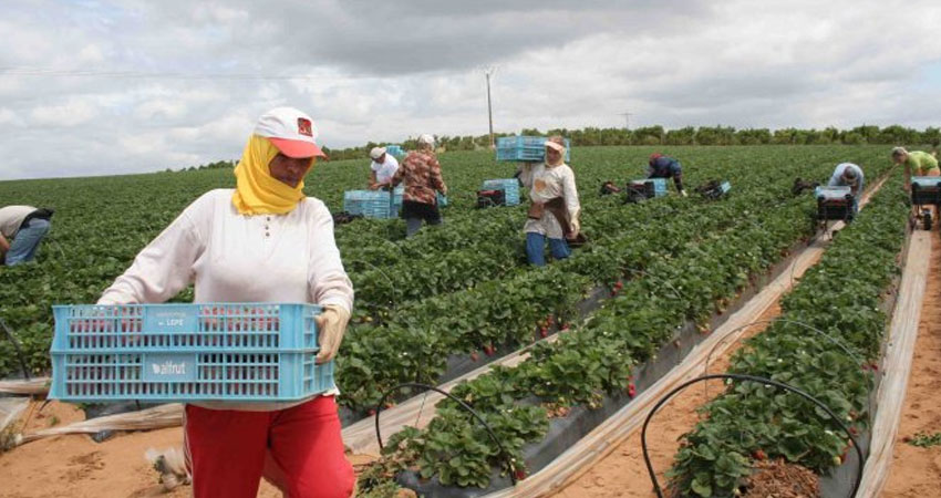 Tunisie: Baisse des investissements agricoles privés