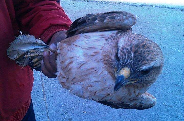 Photo du jour : faune sauvage en voie d’extinction étalée au Souk Moncef Bey !