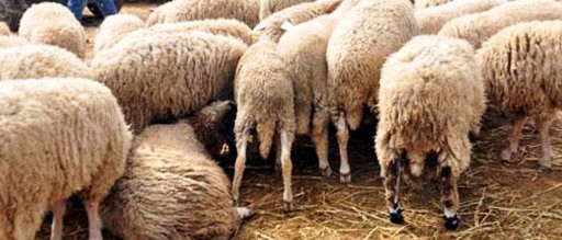 L’Algérie va importer un million de têtes de bétail exonérée des droits et taxes