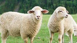 Tunisie: Les autorités mettent en garde contre l’abattage anarchique des moutons dans les boucheries