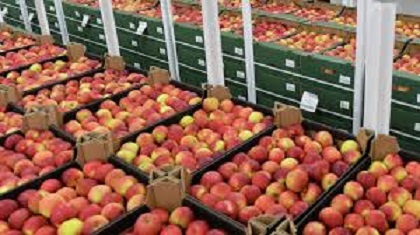 Tunisie: Baisse de 46% des exportations de fruits