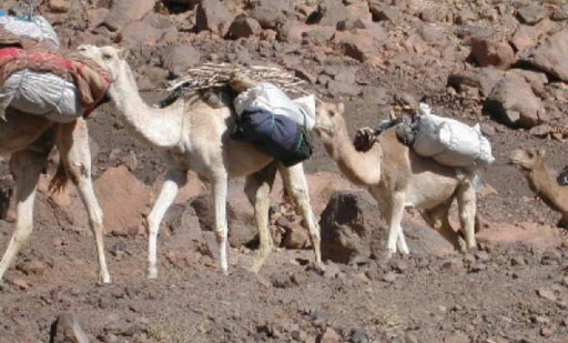 Tunisie-Insolite: Saisie de trois chameaux à Tataouine transportant des téléphones mobiles de contrebande