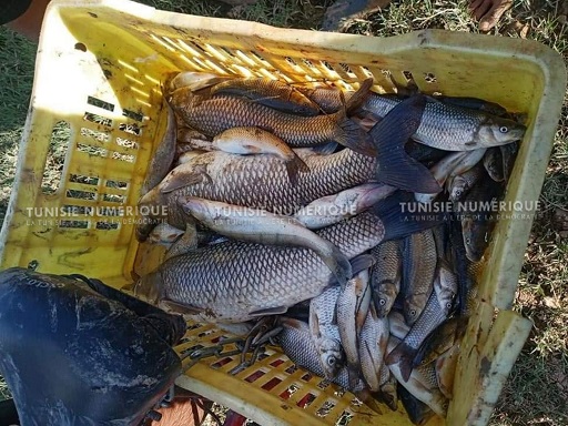 Tunisie [Photos]: Poissons morts échoués au bord du Oued Medjerda à Béja