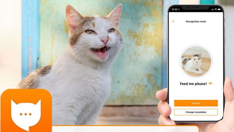 L’application de reconnaissance MeowTalk  vous aide à comprendre ce que votre chat veut.
