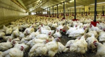 Tunisie : Baisse de la production des poulets de chair durant les 10 premiers mois 2020