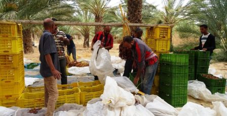 Tunisie – Tozeur : Le manque de caisses en plastique met en péril la récolte des dattes