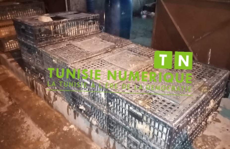 Tunisie [Photo]: Saisie de cinq tonnes de viande de volailles et 13.240 œufs à Gafsa