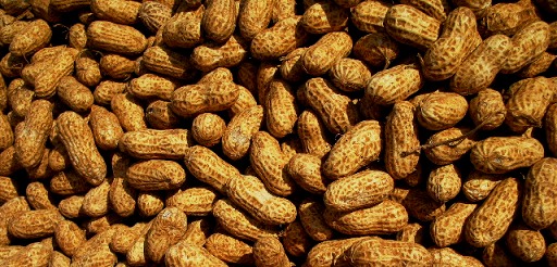 Tunisie-Port de Sousse: Saisie de cacahuètes “avariées”, le ministère de l’Agriculture clarifie