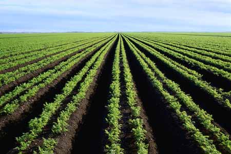 Tunisie-Manouba: Destruction de deux hectares de légumes irrigués par des eaux usées