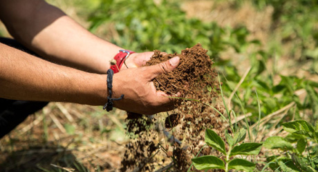 Tunisie-Pénurie d’ammonitrate: Les agriculteurs tirent la sonnette d’alarme