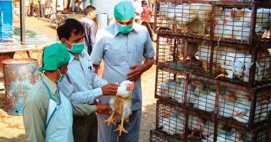 La grippe aviaire menace les volailles en Tunisie ?