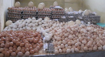 Tunisie: Hausse des prix des œufs et du poulet