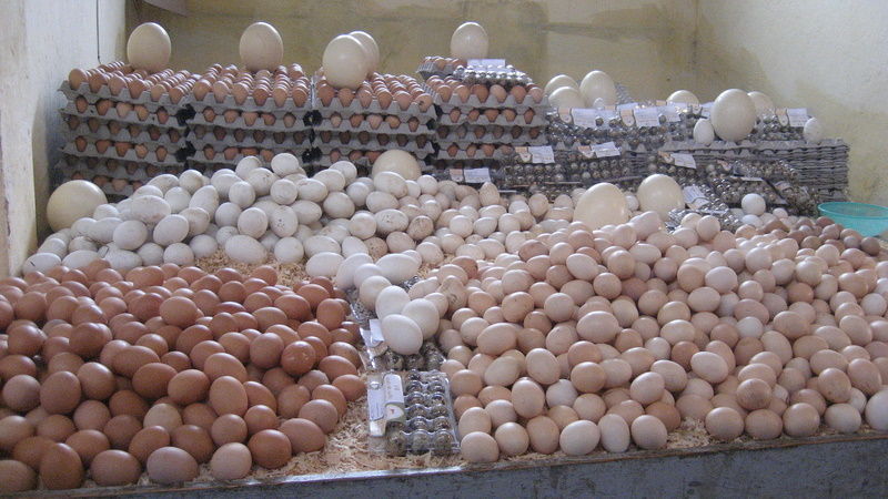 Tunisie: Hausse des prix des œufs et du poulet