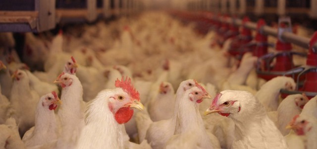 Tunisie : Le secteur de l’aviculture ruiné par les spéculateurs et l’UTAP…