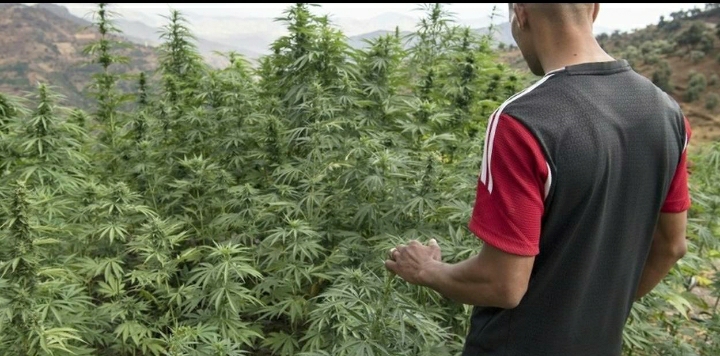 Un projet de loi légalisant le cannabis, examiné par le gouvernement Marocain