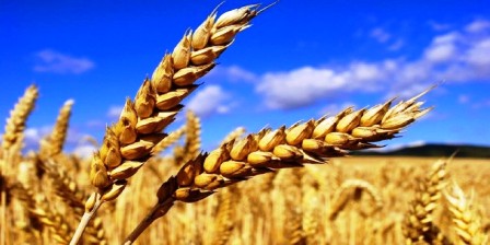 Tunisie – Le Kef : Risque de perte de 60% de la récolte de céréales