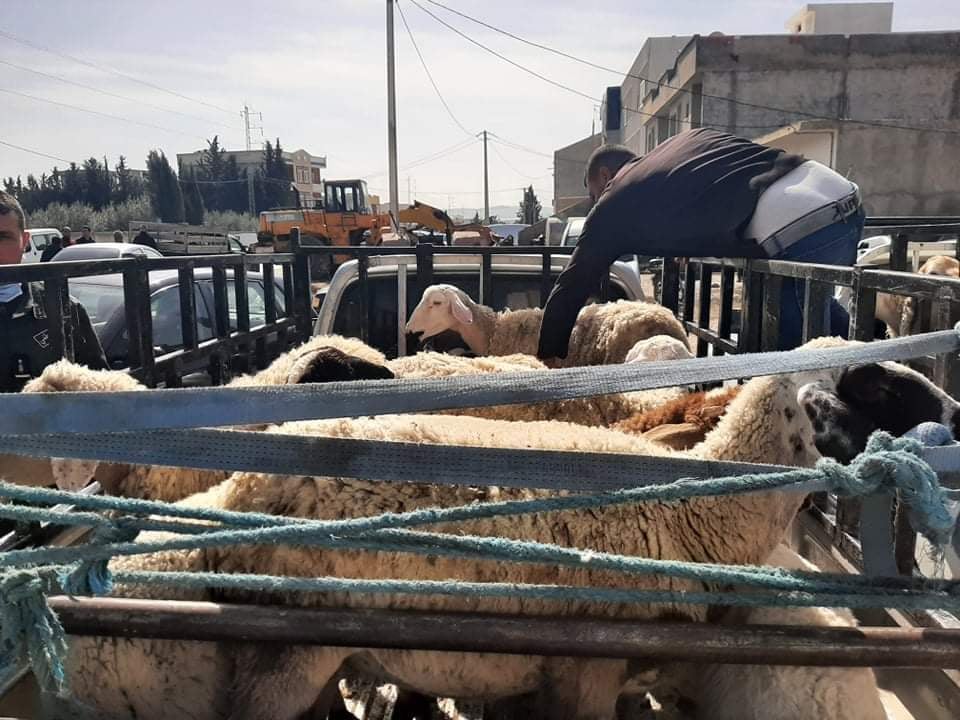 Tunisie-Kef: Deux individus arrêtés pour le vol de 120 moutons
