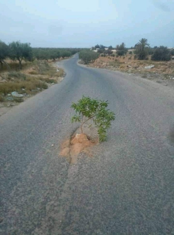 Tunisie: En images, un habitant de Djerba plante des arbres dans les nids-de-poule sur la route