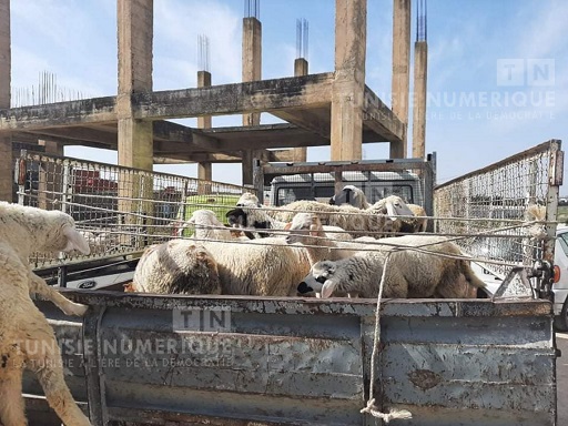 Tunisie: En images, saisie de 120 moutons volés par un individu au Kef