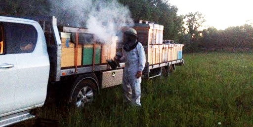 Tunisie – Le gouvernorat de Tunis avertit les apiculteurs de la région